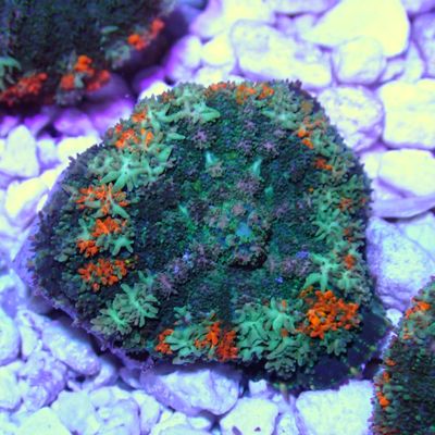 Two-tone Bounce Mushroom - Per Polyp (Rhodactis Sp.)