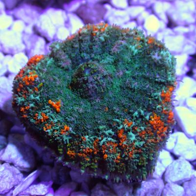 Two-tone Bounce Mushroom - Per Polyp (Rhodactis Sp.)