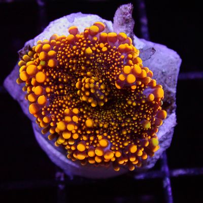 Sun Beam Yuma - Per Polyp (Ricordea Yuma)