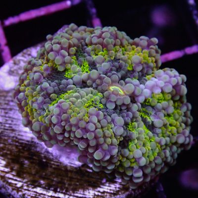 Green Rainbow Yuma - Per Polyp (Ricordea Yuma)