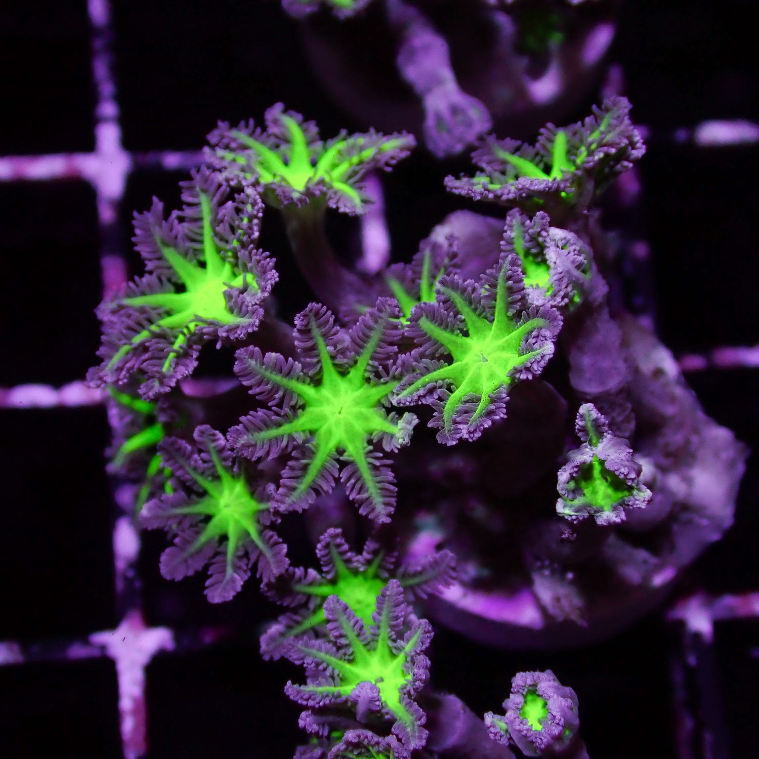 Blue Green Clove Polyp - Frag (Clavularia Sp.)