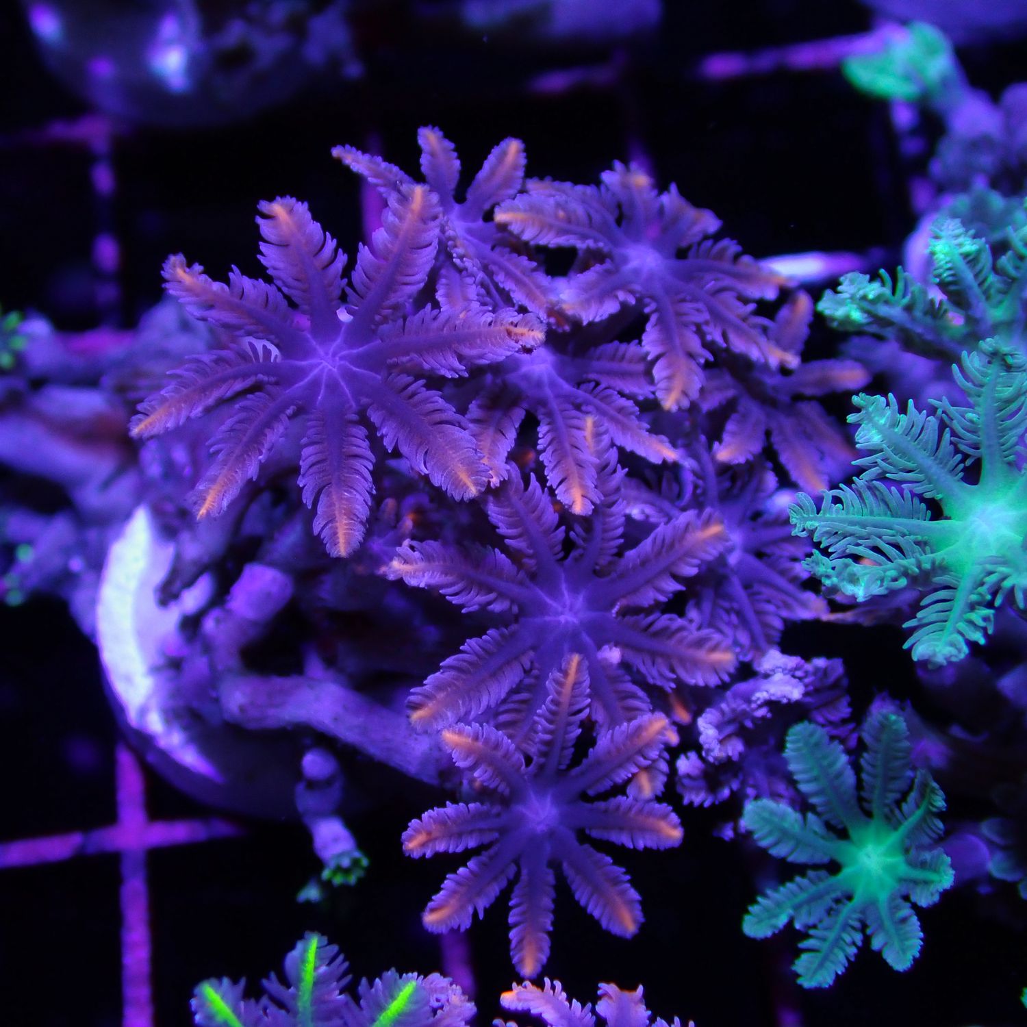 Pink Clove Polyp - Frag (Clavularia Sp.)