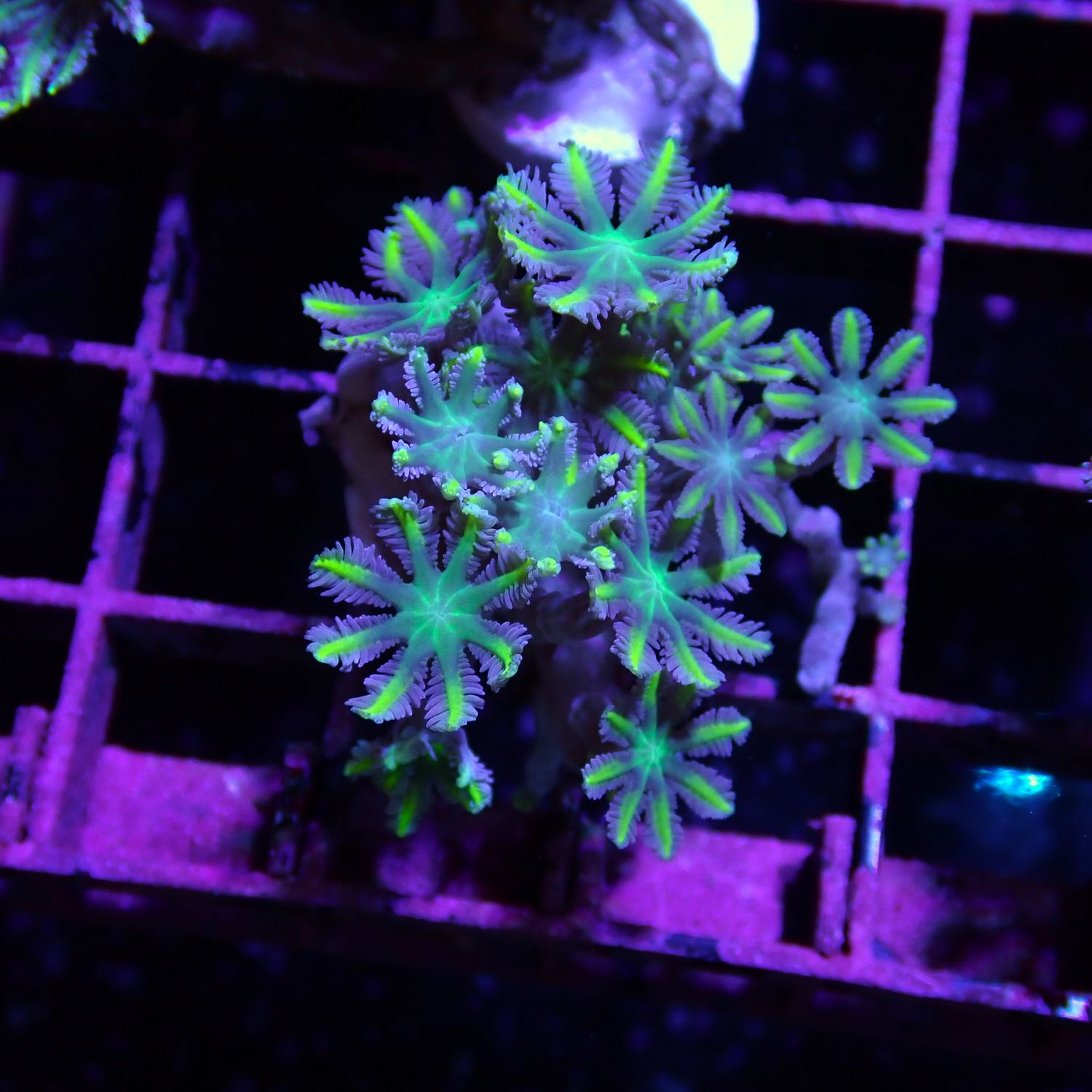Green Tip Clove Polyp - Frag (Clavularia Sp.)