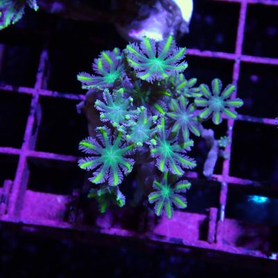 Green Tip Clove Polyp - Frag (Clavularia Sp.)