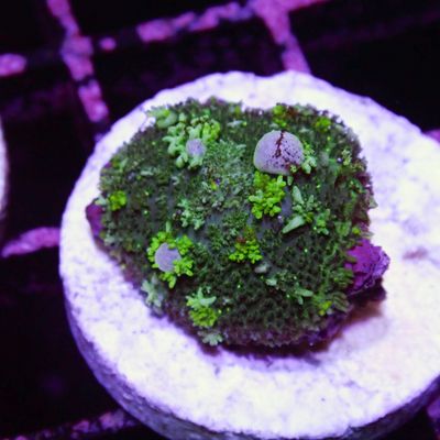 Blue Bounce  - Per Polyp (Rhodactis Sp.)