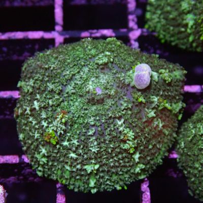 Blue Bounce  - Per Polyp (Rhodactis Sp.)