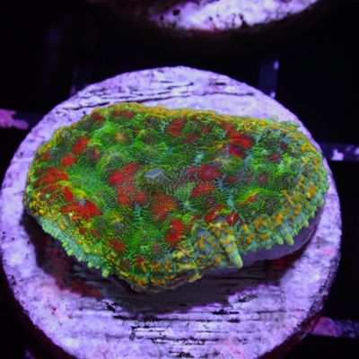 Rainbow Bounce - Per Polyp (Rhodactis Sp.)