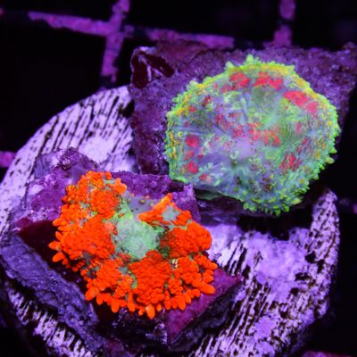 Combo Bounce - Small Polyp Frag (Rhodactis Sp.)