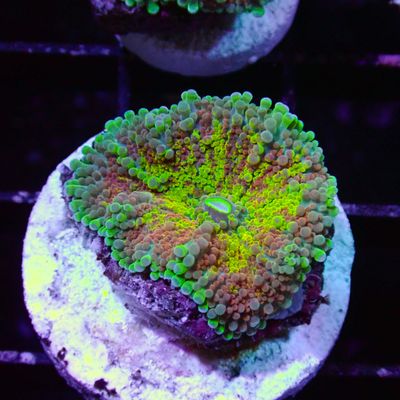Rainbow Yuma - Per Polyp (Ricordea Yuma)