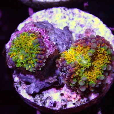 Combo Yuma - Small Polyp Frag (Ricordea Yuma)