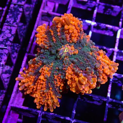 Ultra Yuma - WYSIWYG 3 (Ricordea Yuma)