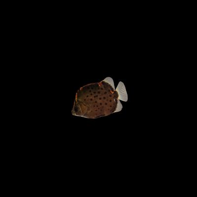 Red Scat (Scatophagus argus)