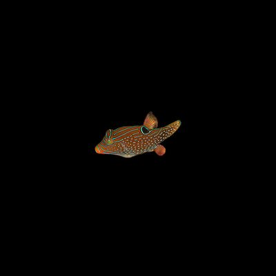 Papuan Toby (Canthigaster Papuan)