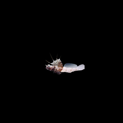 Scaleless Shrimp Goby (Tomiyamichthys nudus)