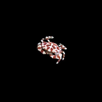 Harlequin Crab (Lissocarcinus Spp.)