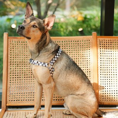 Fritz Harness Black Creamy