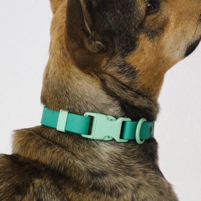 Fritz Collar Two-Tone Green 