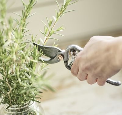 Pruner