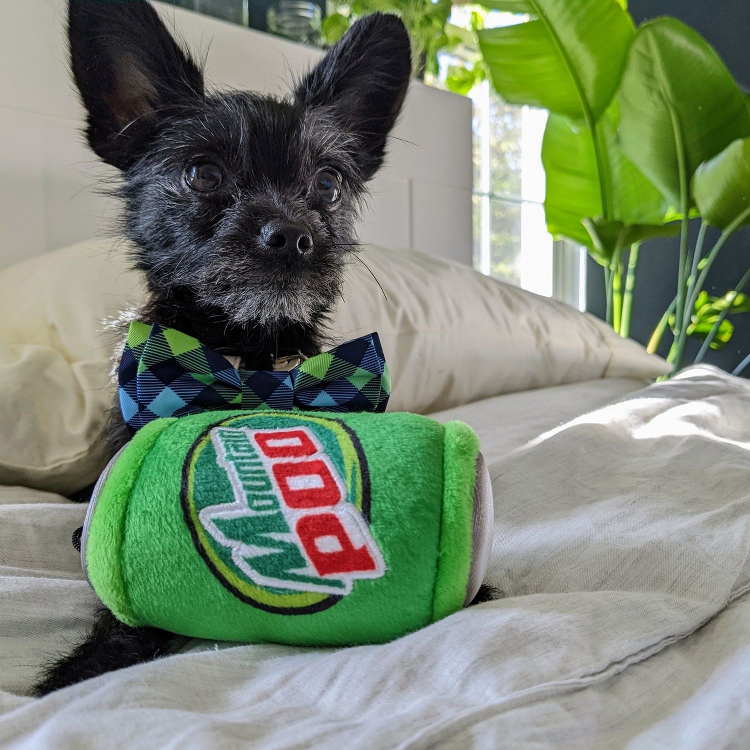 Huxley &amp; Kent Mountain Poo For Dogs