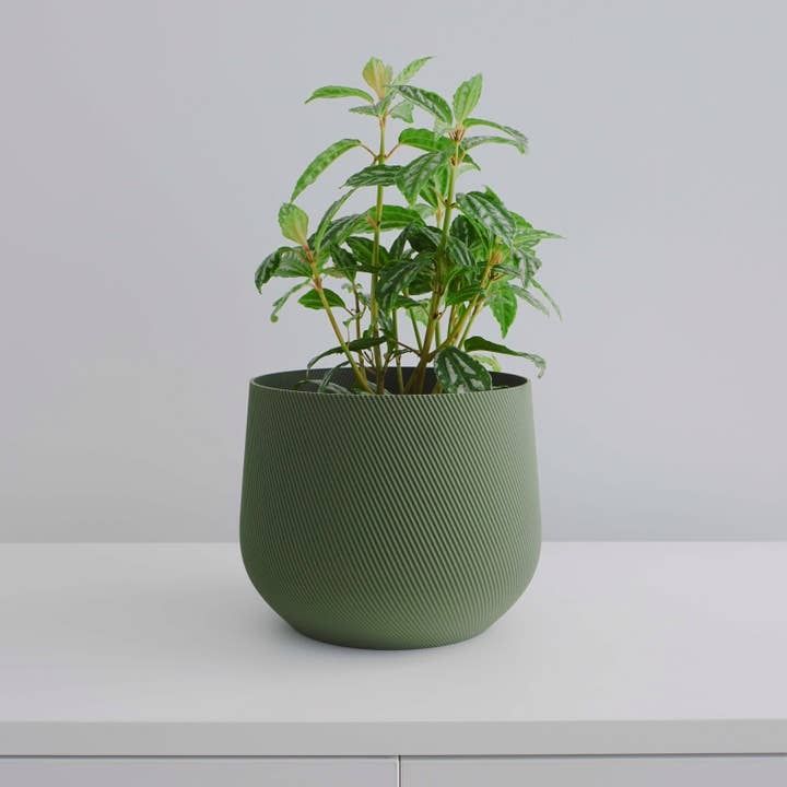 Conifer Juniper Planter Olive