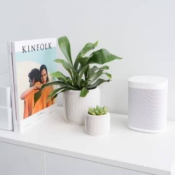 Conifer Pine Planter White