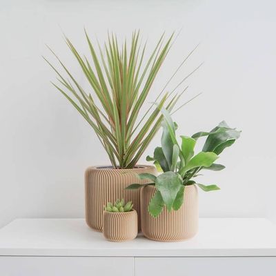 Conifer Pine Planter Tan