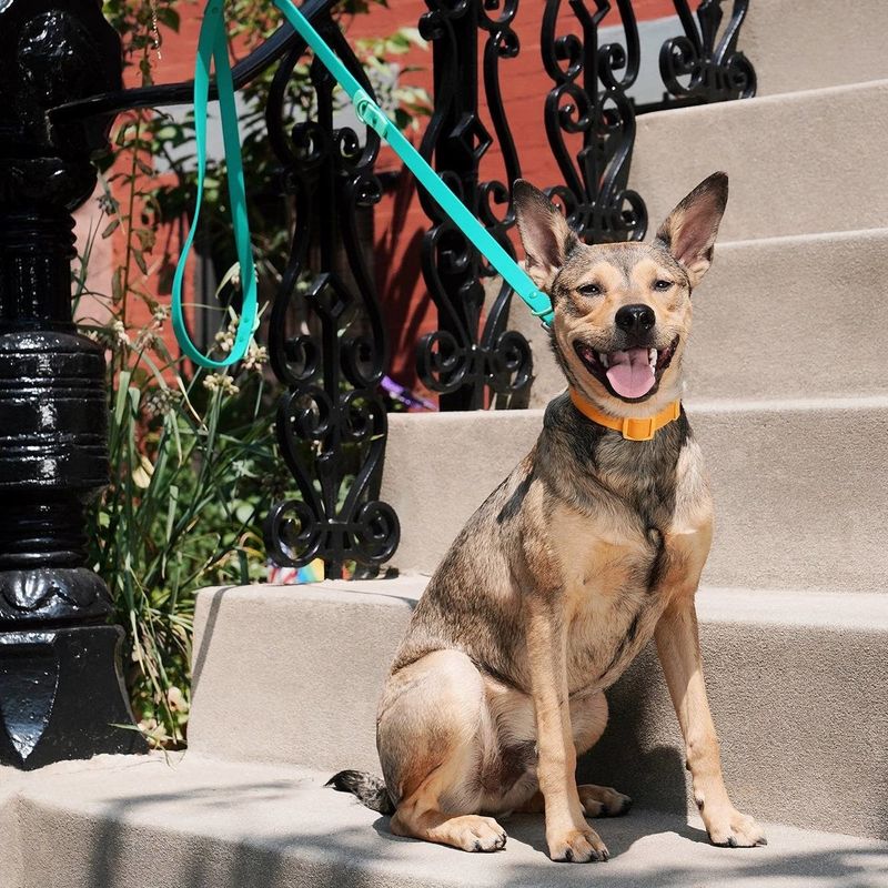 Fritz Leash  Two-tone Green/lightgreen  Standard