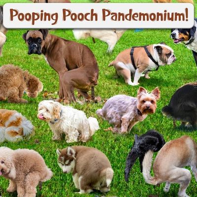 101 Pooping Puppies 1000 Piece Puzzle
