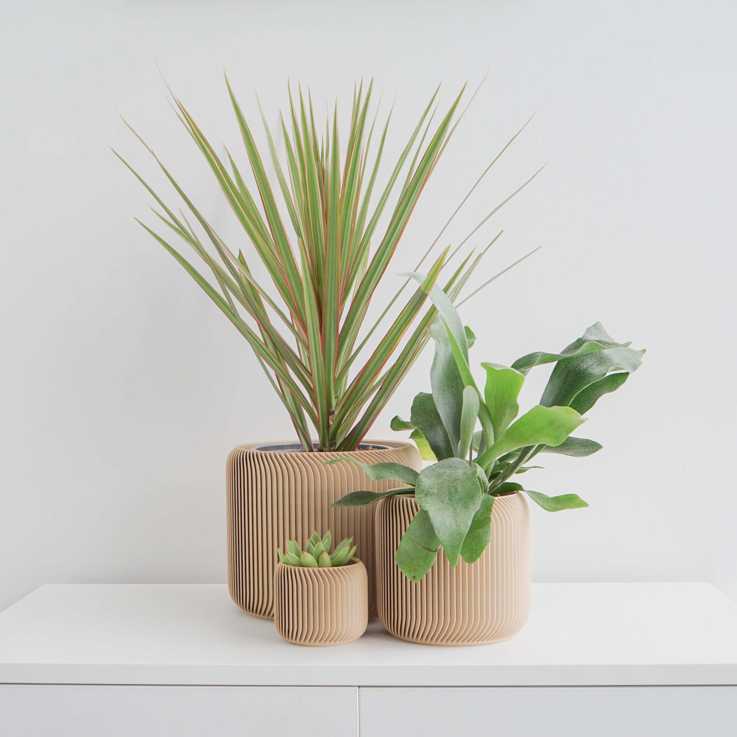 Conifer Pine Planter Tan, Size: 2&quot;
