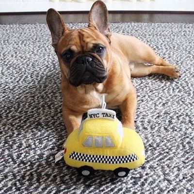 Dog Toys