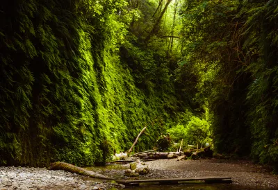 Fern &amp; Moss