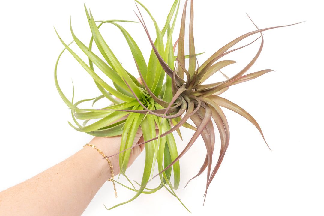 Air Plant XL