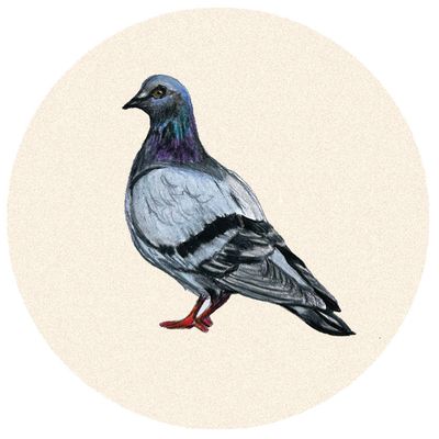 Pigeon Trinket Dish