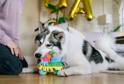 Party Animal Fiesta Fetch Piñata