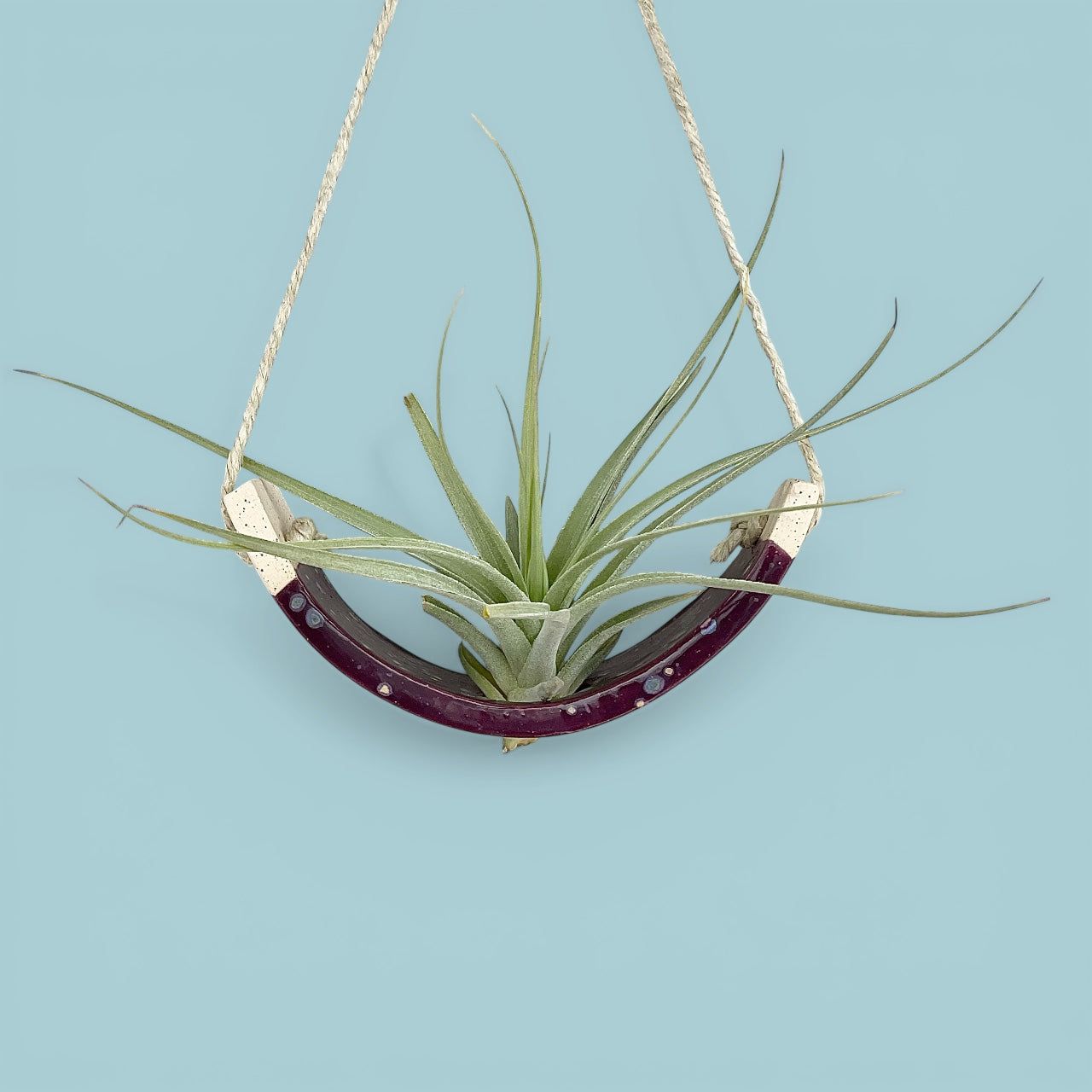 Hanging Air Plant Cradle Purple Passion Flower