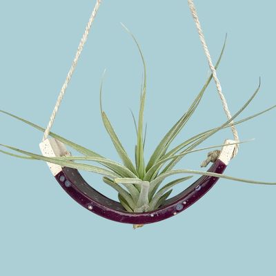 Hanging Air Plant Cradle Purple Passion Flower Small