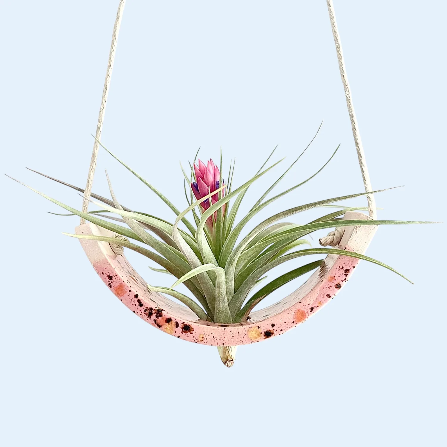 Hanging Air Plant Cradle Pink Amaryllis  Small