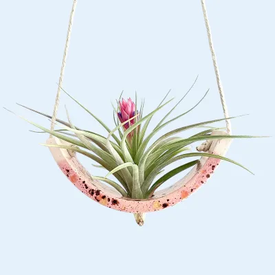 Hanging Air Plant Cradle Pink Amaryllis  Small