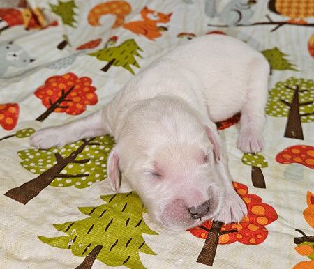 Sadie (Ivory)