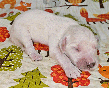 Sadie (Ivory)