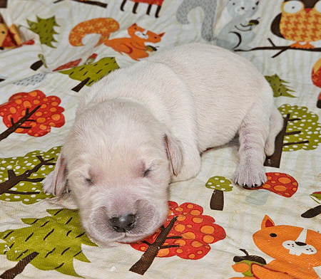 Oliver