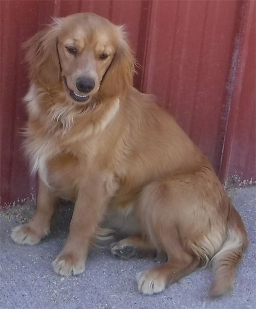 Dolly
