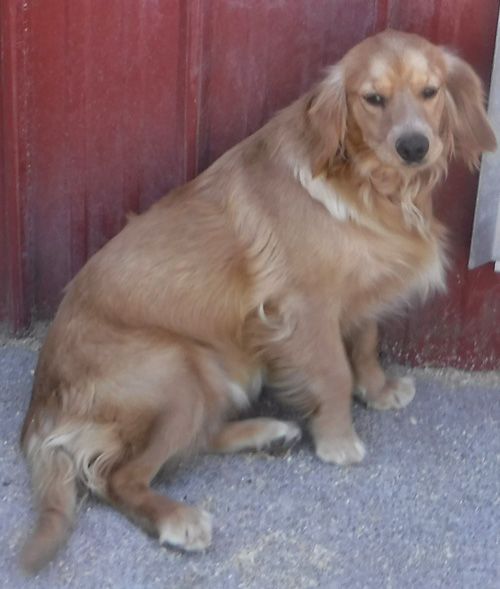 Dolly