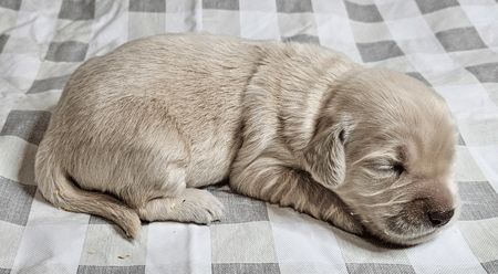 Elsa