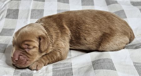 Murphy