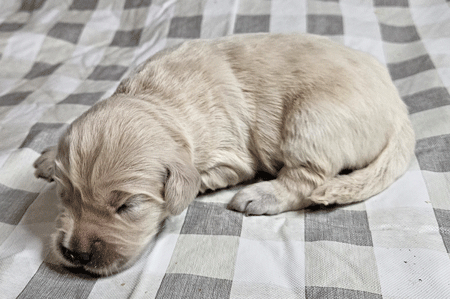 Finley
