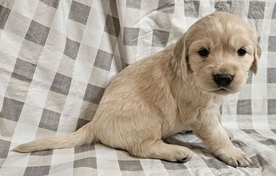Athena