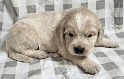 Apollo