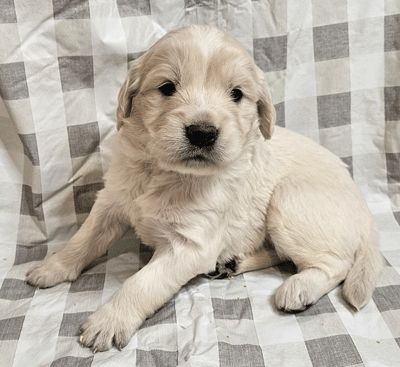 Loki