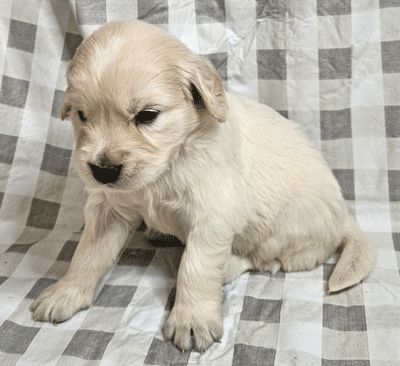 Murphy